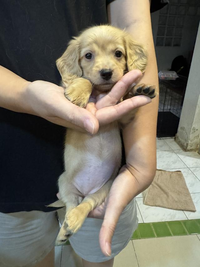 เปิดจอง ลูกสุนัข มินิ ดัชชุน