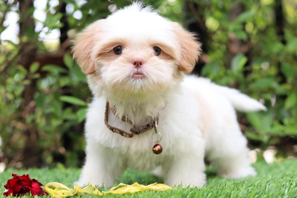 Shih Tzu Puppies for Sale รูปที่ 2
