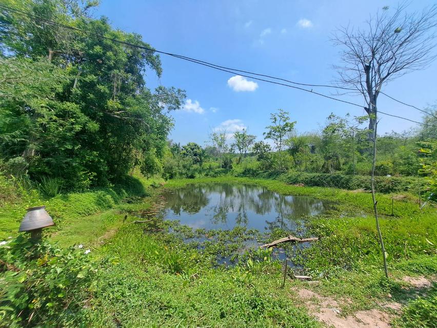 ขายที่ดินระยอง ที่ดินนิคมพัฒนาซอย11สาย15 เนื้อที่ 49-3-77.8 ไร่ ใกล้นิคมWHA36และBYDระยองเพียง 3.5 กม.รูปแปลงสวย 7