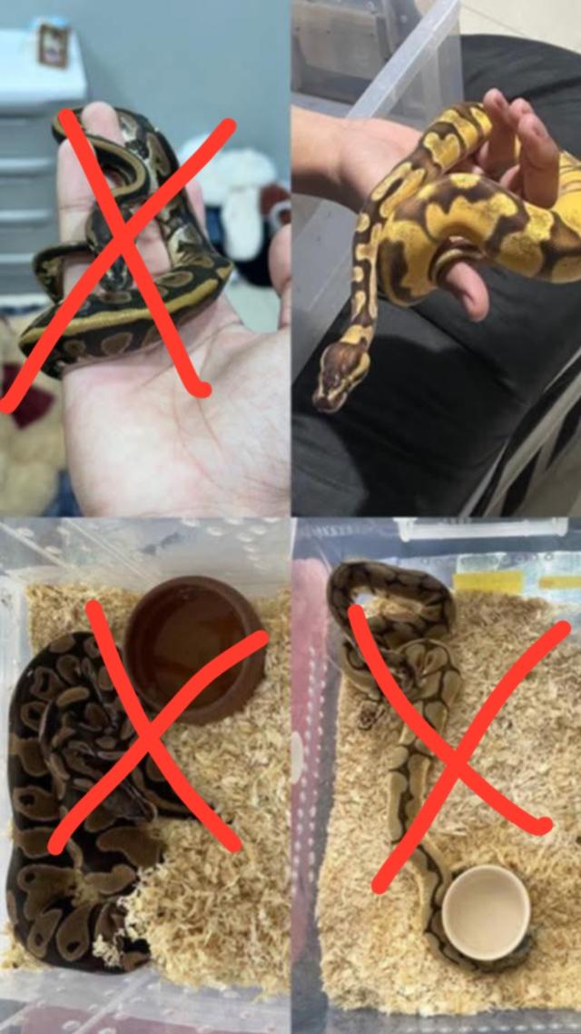 งูบอลไพธ่อน น้องเป็น ehchi od ผู้ค่ะ ปี