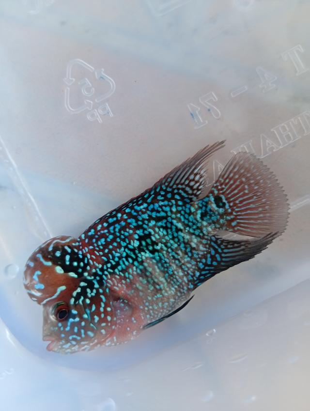 ปลาหมอสีFlowerhornทรงช็อตบอดี้ ไซร์2นิ้ว มุกสวย แดง หัวใหญ่