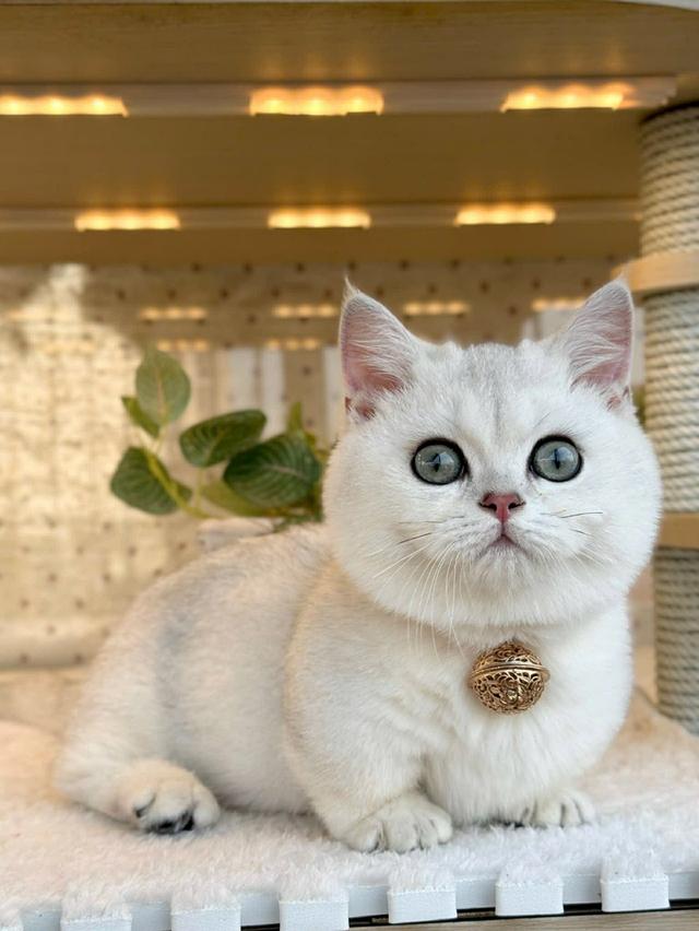 แมวมันช์กิ้น เด็กชายns 11