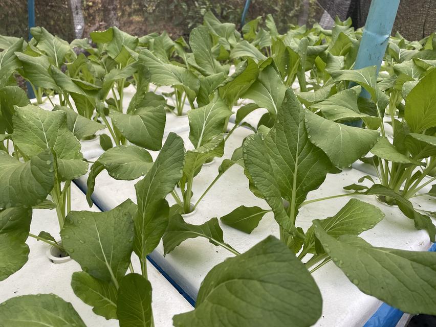 ผักสลัดไฮโดรโปรนิกส์ รูปที่ 2