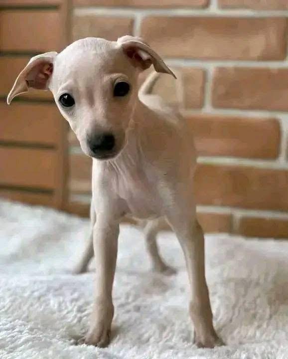 ลูกสุนัข Italian Greyhound พร้อมส่ง