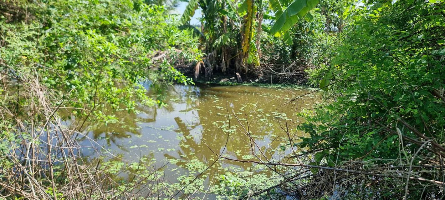 💎 [โอกาสทอง] ขายที่ดินลาดกระบัง-ทับยาว 2 ไร่ (แบ่งขายได้) 2