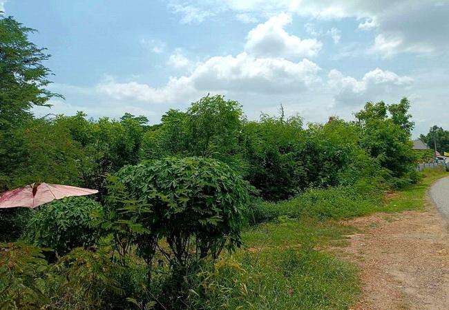 ขายที่ดิน ใกล้โรงพยาบาลดอนตูม ถนนดอนตูม ตำบลลำเหย อำเภอดอนตูม นครปฐม 5