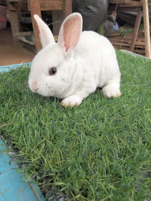 Mini Rex พร้อมย้ายบ้านค่า 5