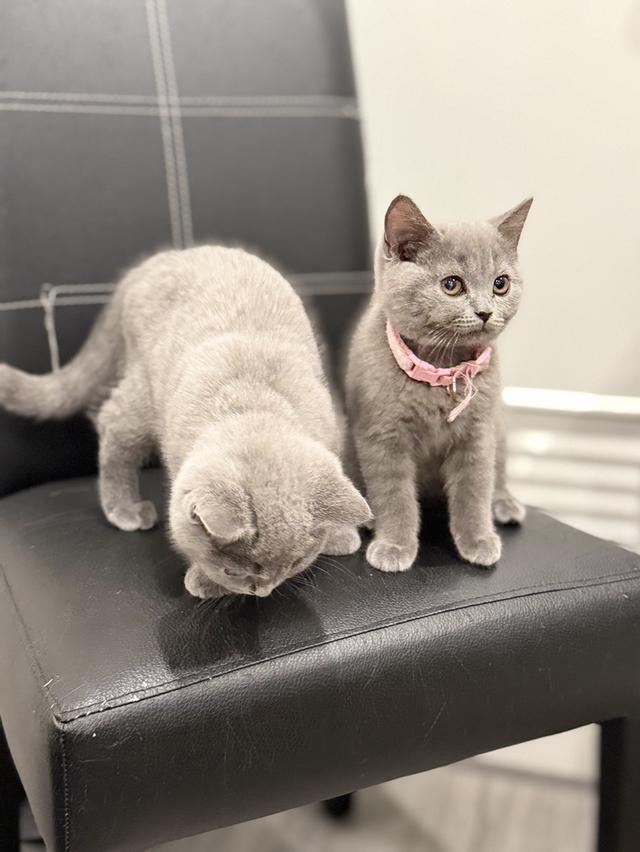 โดนจุ๊ฟแล้ว ปิดการขาย บริติช ช็อตแฮร์ สีบลู รูปที่ 7