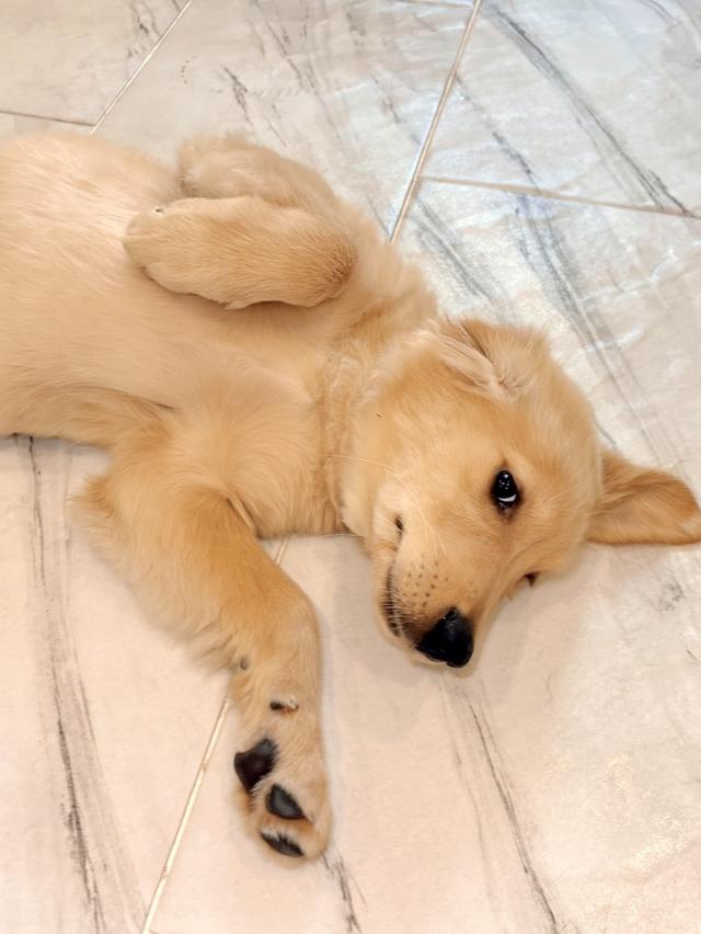 โกเด้นแท้ พ่อพันธุ์คอกเดียวกับจุ๊บเหม่ง