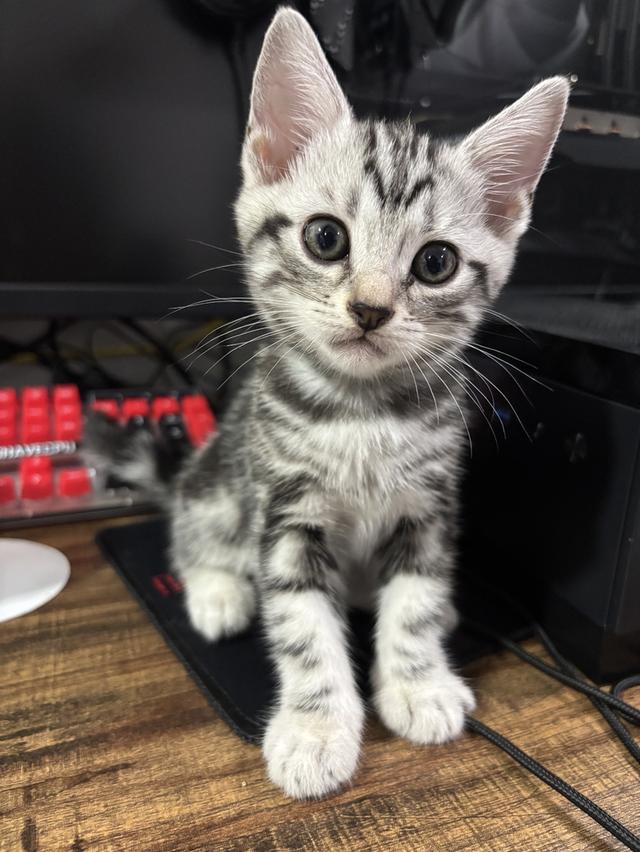 แมว American Shorthair