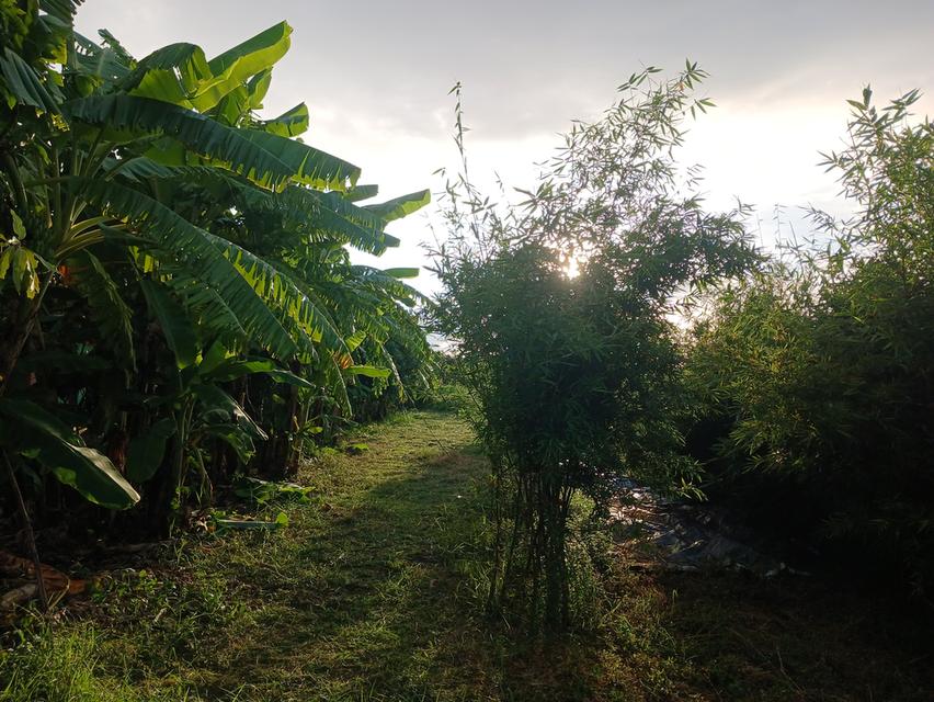 ที่ดินบ่อปลา ขนาด7ไร่ ราคา 4.49 ล้านบาท ดอนตูม นครปฐม 2