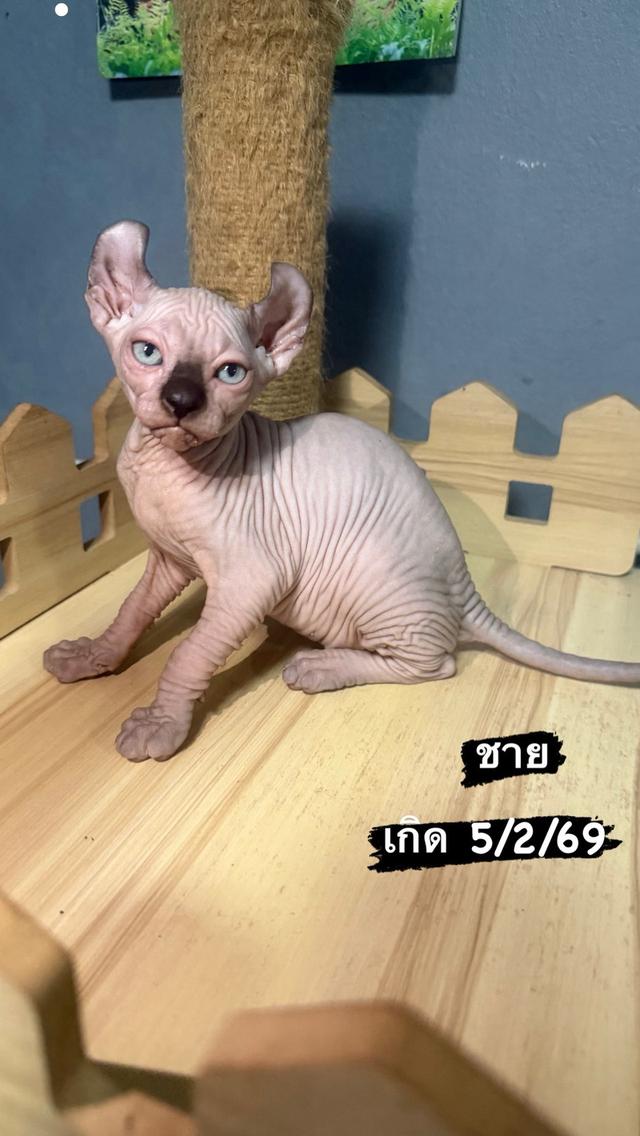 แมวสฟิงซ์แมวไม่มีขนแมวขี้อ้อน