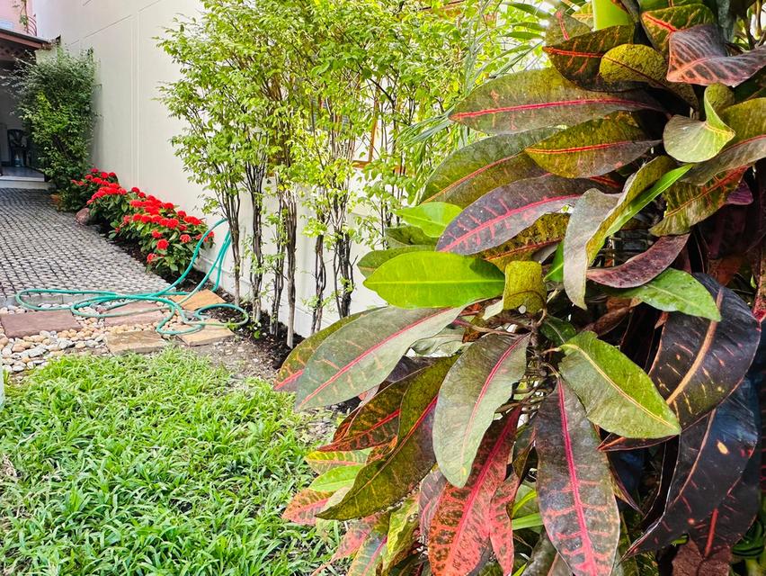 ให้เช่า บ้านเดี่ยว 4ชั้น ใกล้เอ็มโพเรียม เทอมินอล21 อโศก  สุขุมวิท31, BTS พร้อมพงษ์ 9