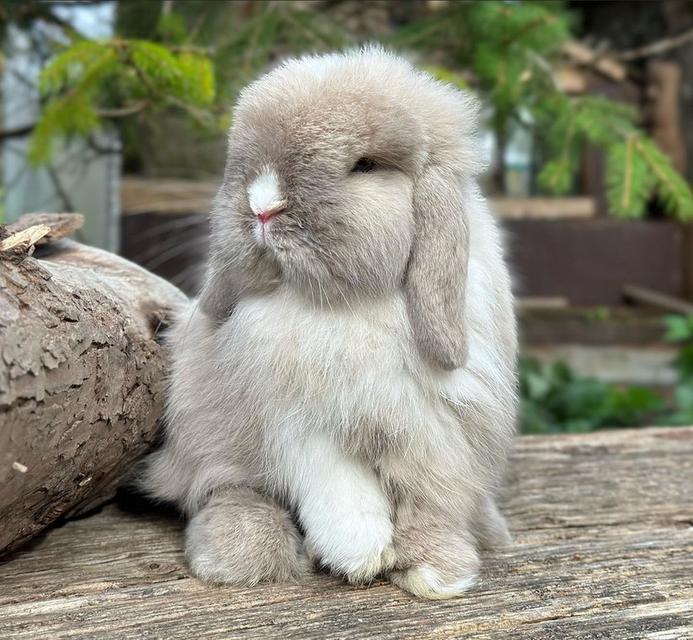 กระต่ายมินิลอปสุดแสนน่ารัก  3