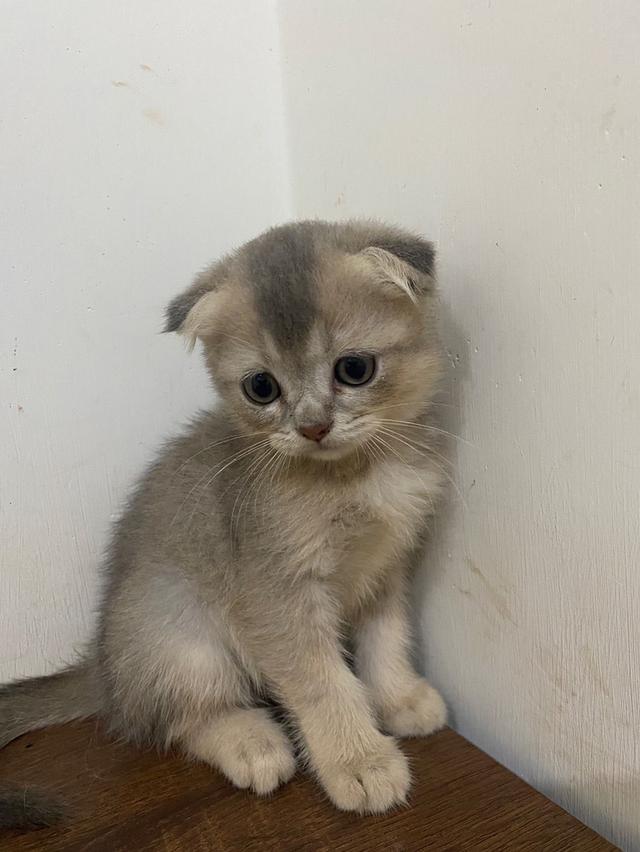 น้องแมวสก็อตติส