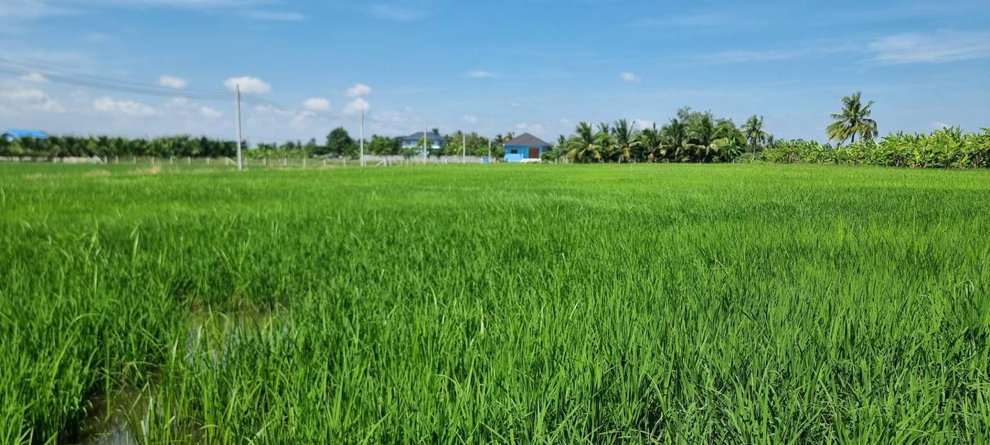 💎 [โอกาสทอง] ขายที่ดินลาดกระบัง-ทับยาว 2 ไร่ (แบ่งขายได้) 5