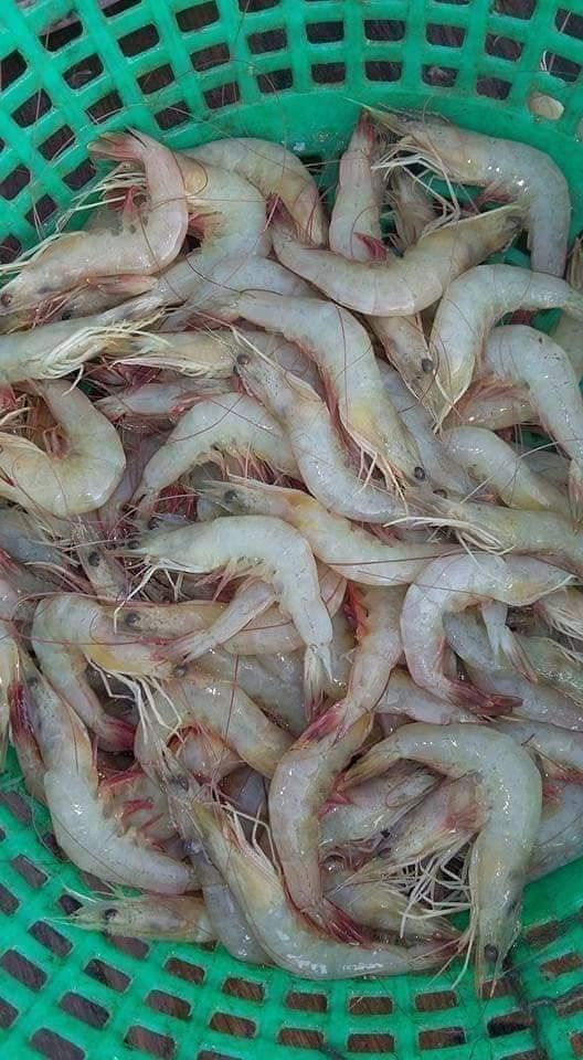 กุ้งสดกุ้งแช่บ๊วย 3