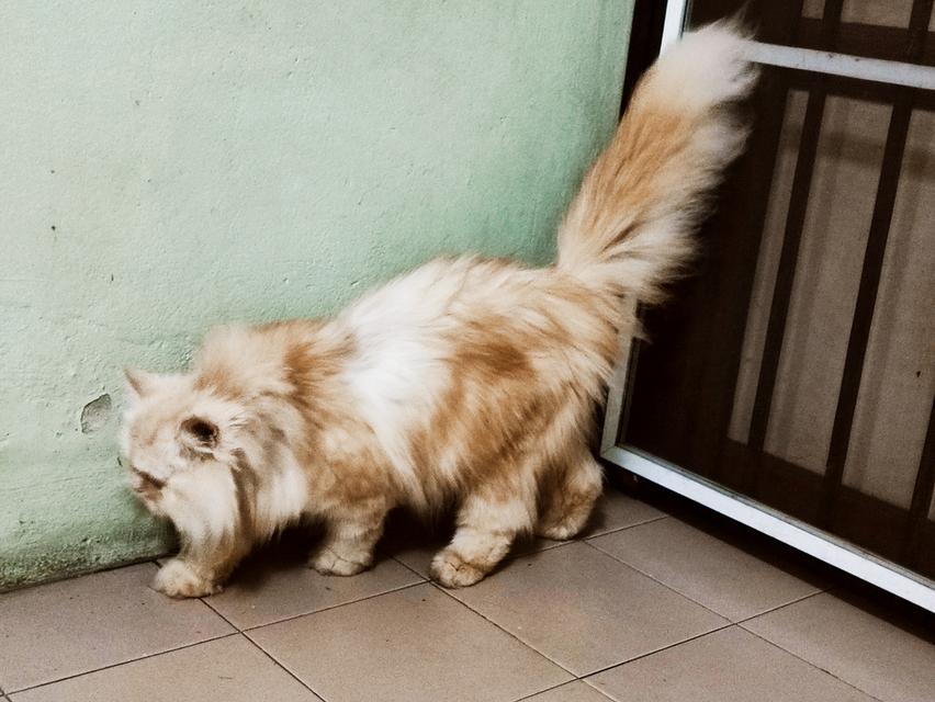 Persian big femal cat รูปที่ 1