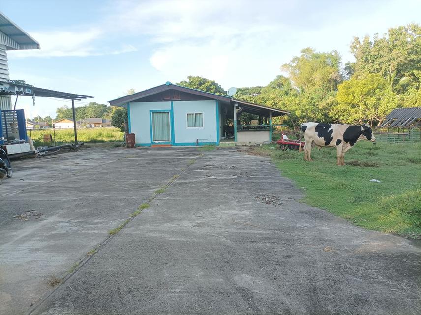 ขายที่ดิน(โรงงานเก่า) ต.แม่คือ อ.ดอยสะเก็ด จ.เชียงใหม่ 3