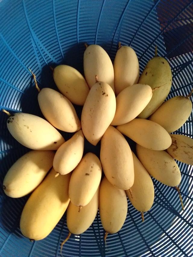 ขายสวนมะม่วงพร้อมบ้านเนื้อที่1ไร่58ตารางวาราคา2400000บาท 7