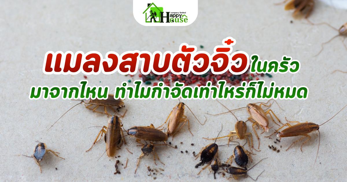 แมลงสาบจิ๋ว ในครัวมาจากไหน