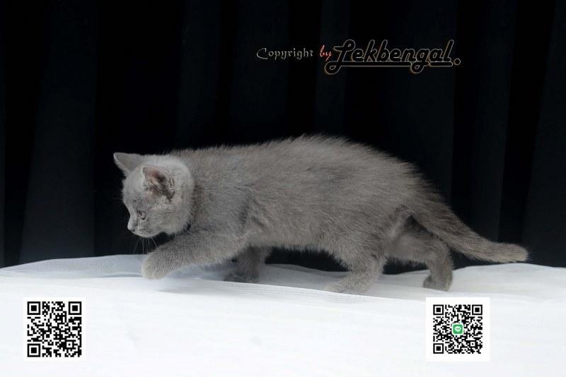 บริติชชอร์ตแฮร์ British Shorthair