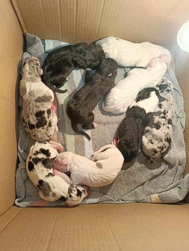 สุนัข เกรทเดน Great dane รูปที่ 7