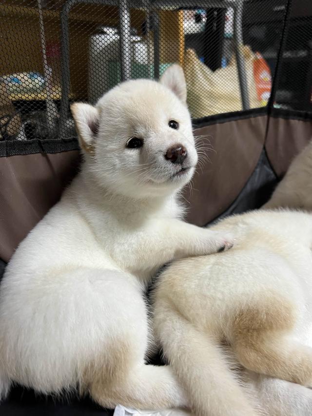 ชิบะอินุ สีขาว เพศเมีย พร้อมย้ายบ้าน 1 มิ.ย. 68 7