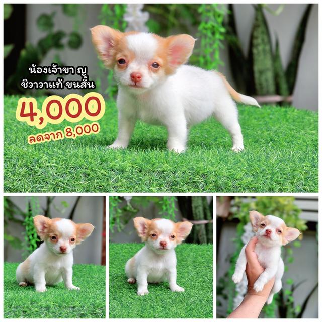 Chihuahuaชิวาวาพันธุ์แท้