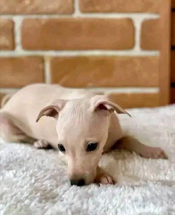 ลูกสุนัข Italian Greyhound พร้อมส่ง 4