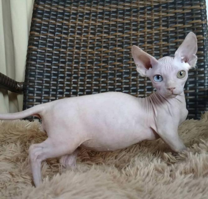 34.แมวแบมบิโน่/เพศผู้ Bambino Cat/Male  ตาสองสี/Odd-eyed