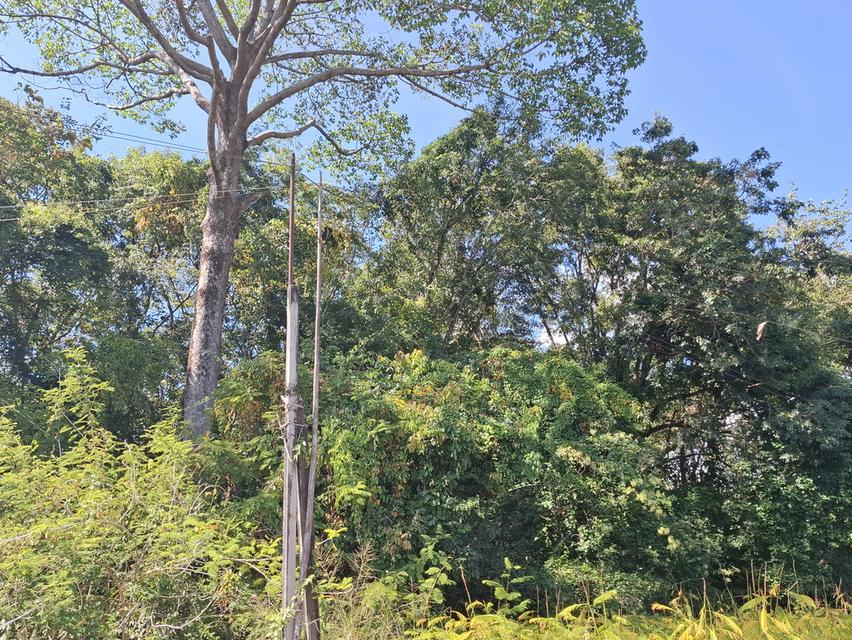 ที่ดิน แปลงเล็ก ติดถนนลาดยาง 3