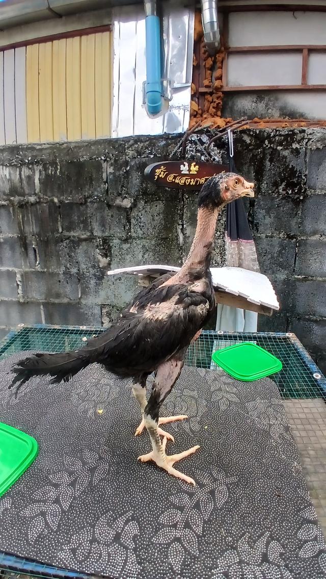 ลูกไก่ชน สายเลือดเงินล้าน