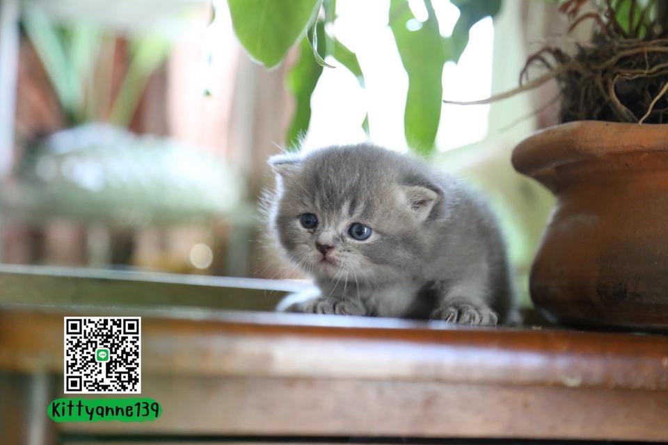 แมวเปอร์เซียผสมบริติช รูปที่ 9