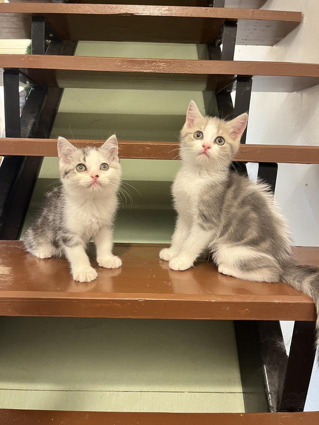 แมวสก๊อตติชโฟแท้   เด็กเด็กน่ารักมาก 9