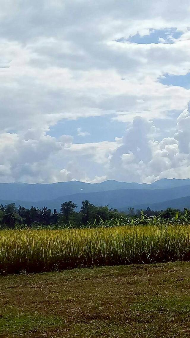 ขายด่วนที่ดินแม่แตงวิวดอยเหมาะทำบ้านพัก รูปย่อยที่ 4