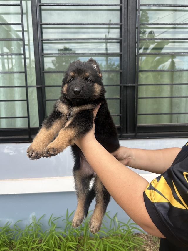 ลูกสุนัขเยอรมันเชพเพิร์ด