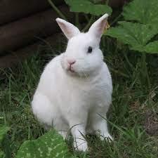 กระต่าย ฟรอริด้าไวท์ 5