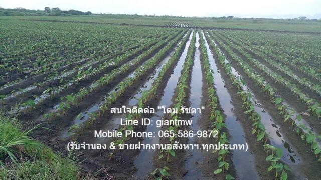 ขายที่ดินเพื่อการเกษตรกรรม 149-0-91.4 ไร่ ต.หนองแก อ.พระพุทธบาท จ.สระบุรี, ราคา 55 ล้านบาท 4