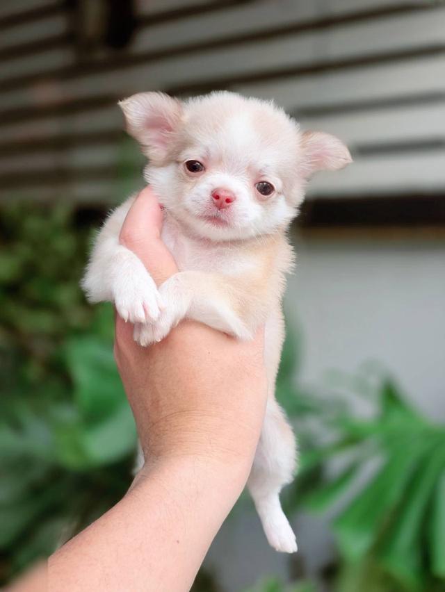ชิวาวาแท้ขนยาว เพศหญิง