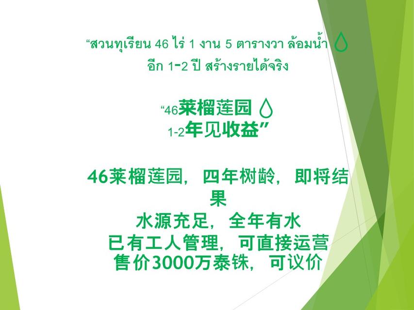 ธุรกิจสวนทุเรียนที่ดินพร้อมสวน 6