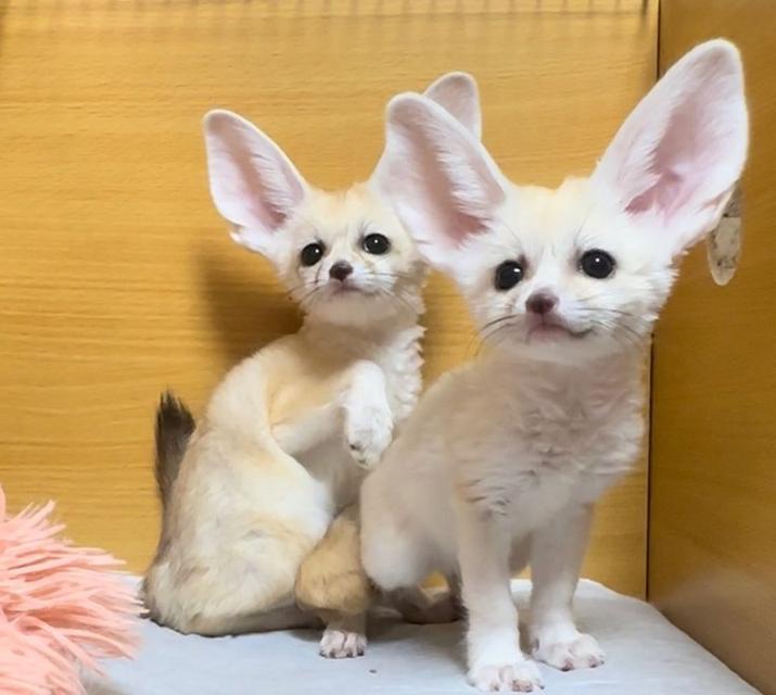Registered Fennec Foxes for sale