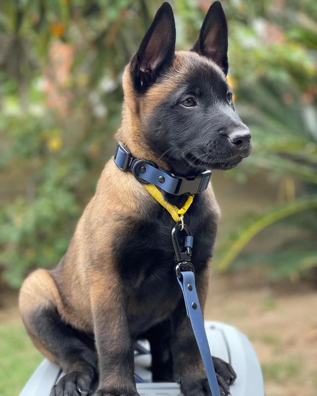 Trained Belgian malinois puppies รูปย่อยที่ 2