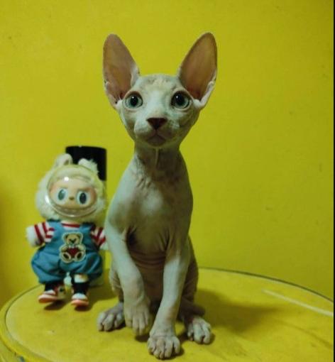 แมวสฟิงซ์ (Sphynx) 5