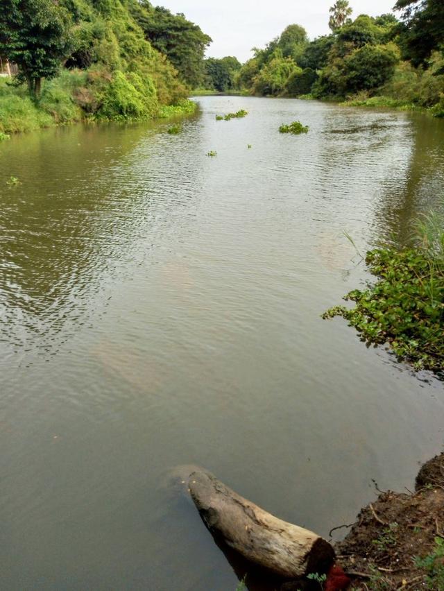 รูป ขายที่ดินสวยติดแม่น้ำลพบุรี อำเภอบางปะหัน จังหวัดอยุธยา