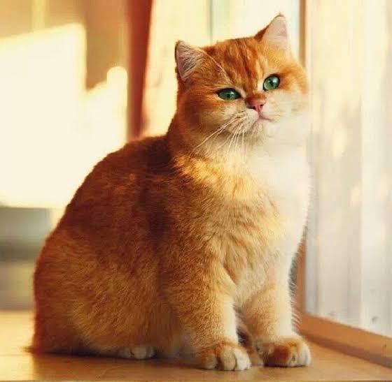 แมวชินชิล่าสีส้ม 1