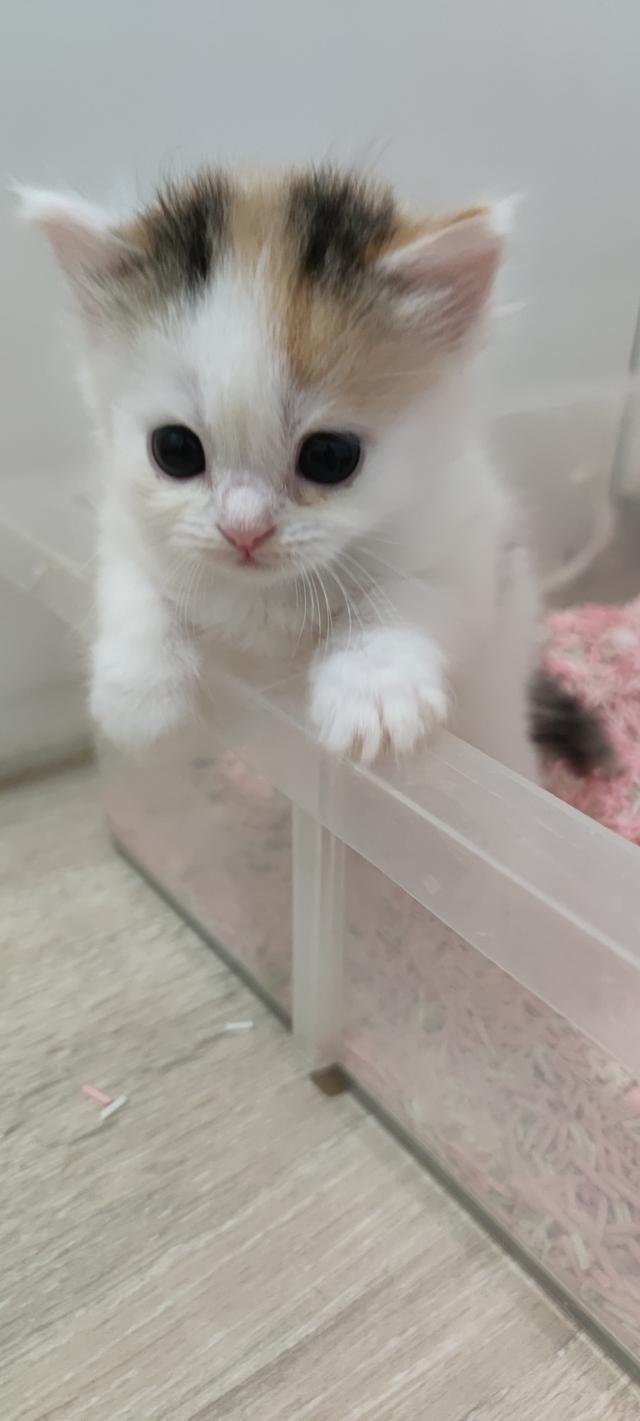 เปิดจองสกอตทิศ ตัวน้อยจ้า รูปที่ 7