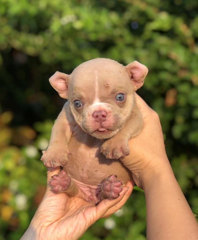 เอ็กโซติกบูลลี่อายุเดือนกว่า รูปที่ 2