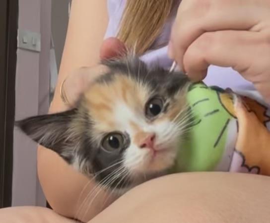 แมวเมนคูนบริทิช ตัวเมีย