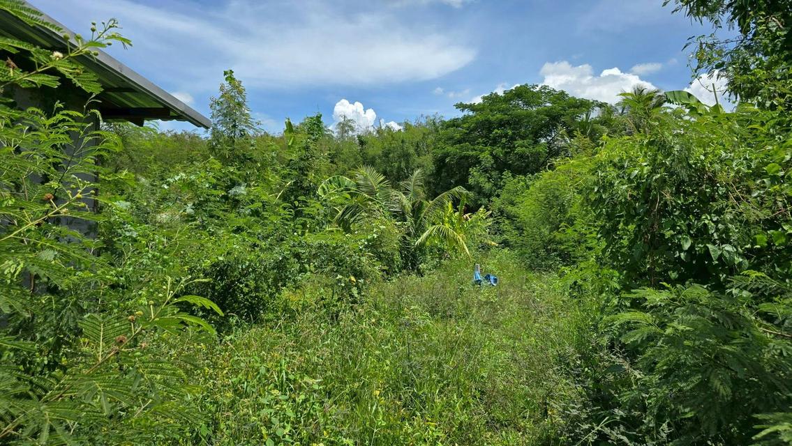 ขายที่ดิน 150 ตรว ติดถนนสาธารณะ บางบัวทอง นนทบุรี 2